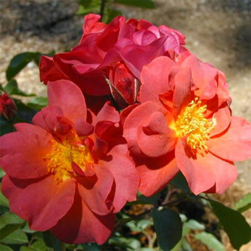 Синко де Майо (Cinco de Mayo) фото 2