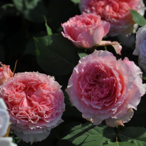Корона (Rose Corona) фото 2