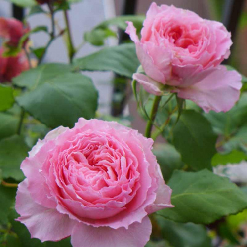 Корона (Rose Corona)