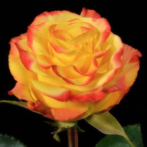 Хай Еллоу Меджик (High Yellow)