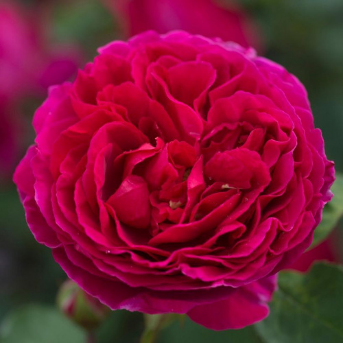 Хитклиф (Heathcliff)